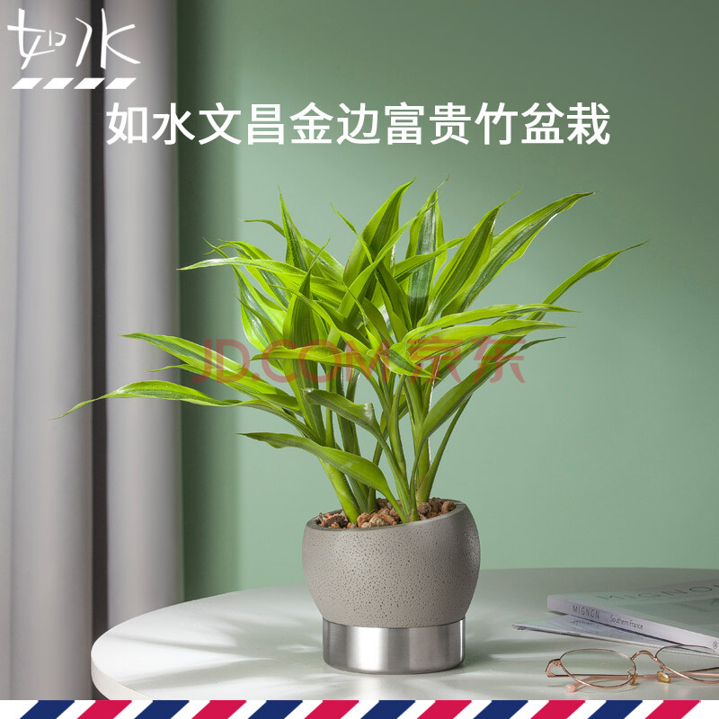 如水朝阳盆栽 黄金富贵竹 好养办公室客厅室内桌面绿植水培植物小盆栽