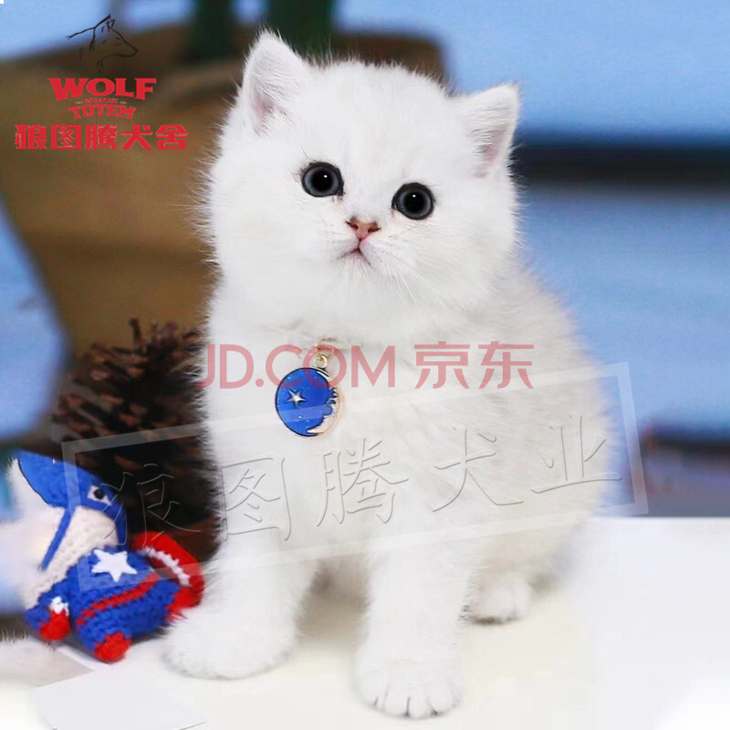 狼图腾 英短银渐层猫英国短毛猫幼猫猫咪活体银渐层幼