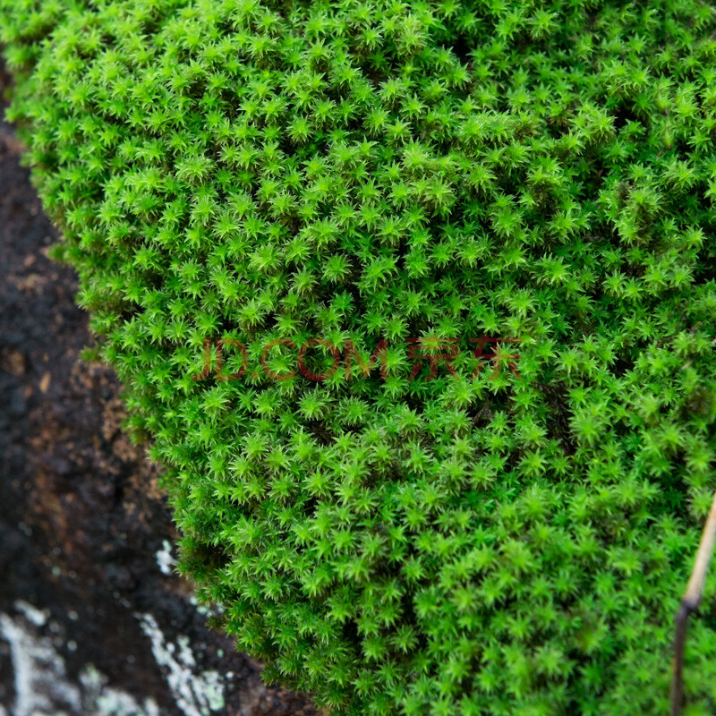 青苔藓鲜活苔藓微景观盆景盆栽水陆缸造景青苔植物白发藓假山草diy