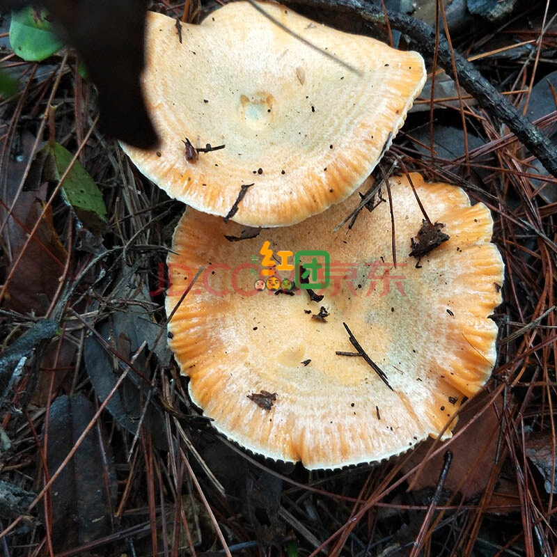 黄枞菌新鲜 湘西新鲜松树菇松树菌雁来蕈乌枞菌枞树菌