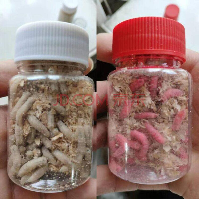 鲜活肉蛆活体活蛆蛆虫白蛆活饵蛆牙子鲫鱼鲤鱼玉米虫昆虫鱼饵【4月14