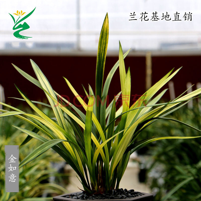 兰花苗墨兰中透艺草铭品金如意浓香好养室内阳台花卉绿植盆栽 金如意4