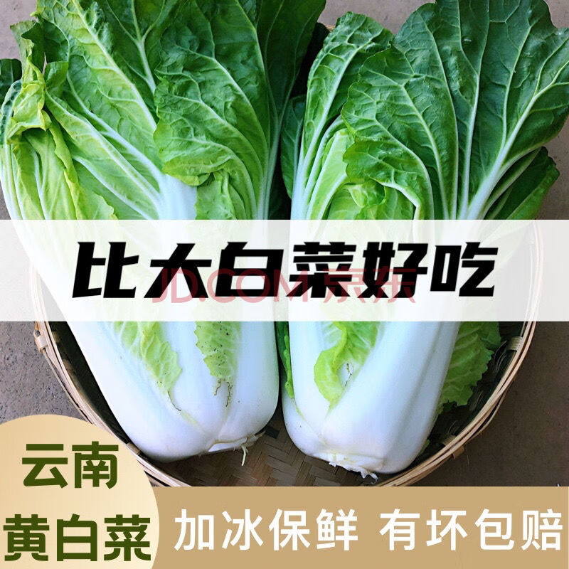 【绿叶黄心】云南黄白菜高原黄心白菜新鲜蔬菜当天采摘有坏包赔 泡沫