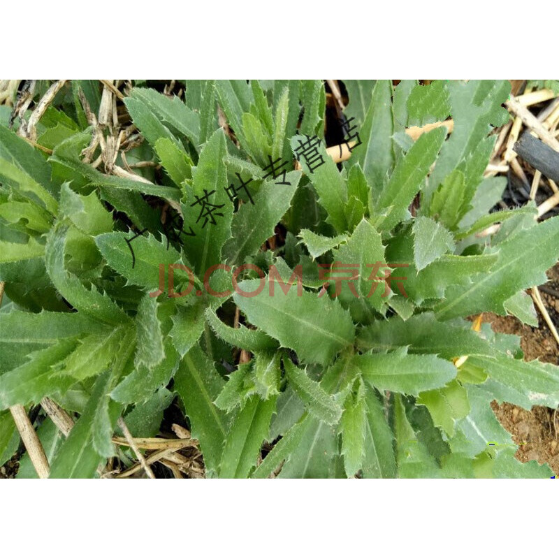 生止鼻血草新鲜小蓟饮子七七芽小蓟刺菜 刺角芽刺儿菜