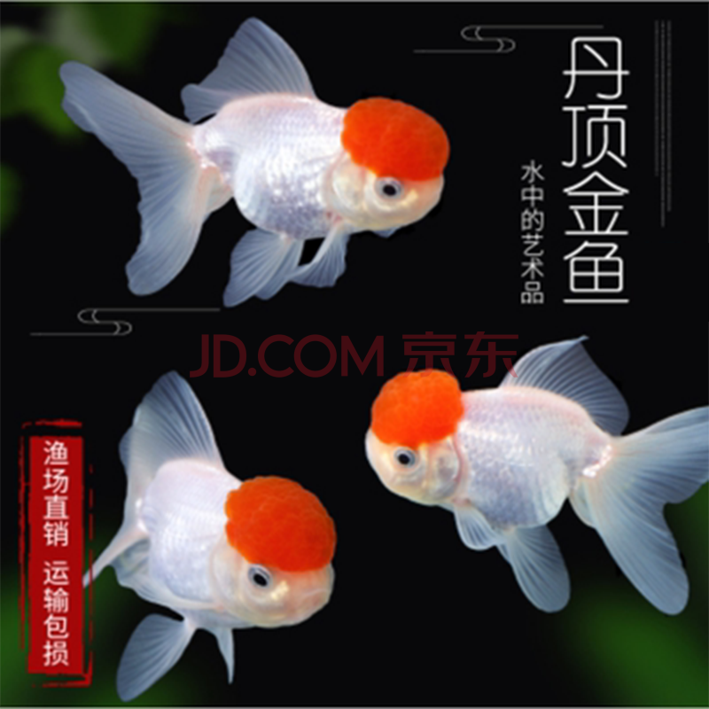 金鱼活体活鱼鹤顶红顶红鱼大小红帽金鱼水族红头鱼苗风水鱼冷水鱼家养