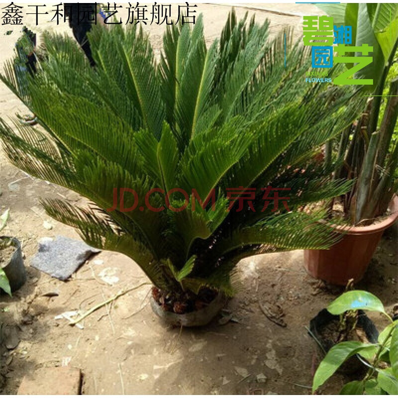 室内外名贵大型大铁树多头开花苏铁 16-18厘米球 不含盆【图片 价格