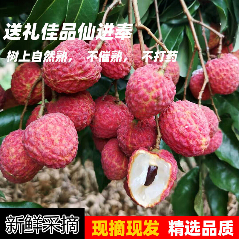 【仙进奉】广东仙进奉新鲜荔枝水果荔枝核小仙进奉现发5斤 5斤装