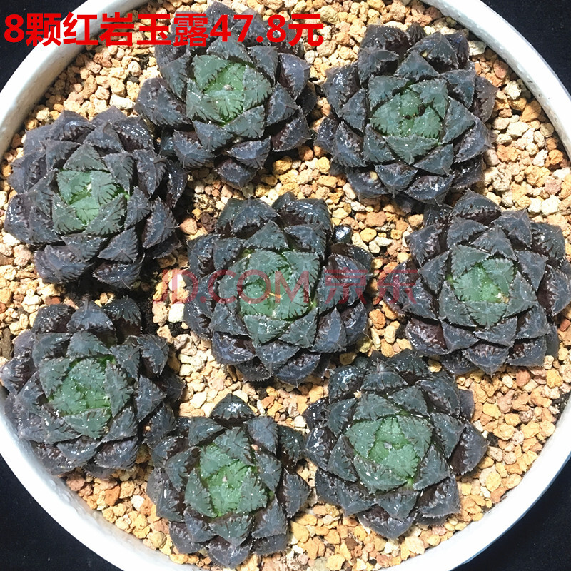 群生6-7cm多肉植物玉扇十二卷属玉露万象组合盆栽室内 8棵红岩4-5cm