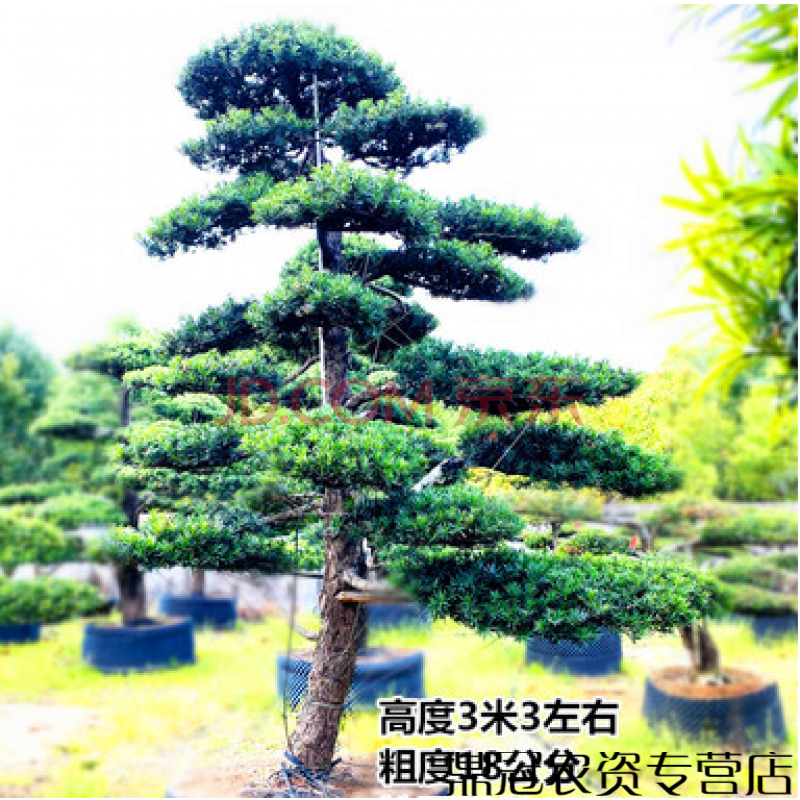 罗汉松造型树大树盆景树造型迎客松大型别墅庭院日本罗汉松树苗 按图