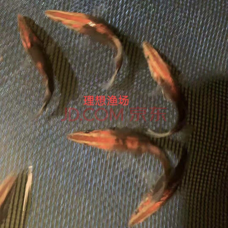 观赏鱼红纹鳜鱼活体桂花鱼翘嘴鳜鱼淡水冷水鱼苗贵鱼桂鱼肉食性鱼 红