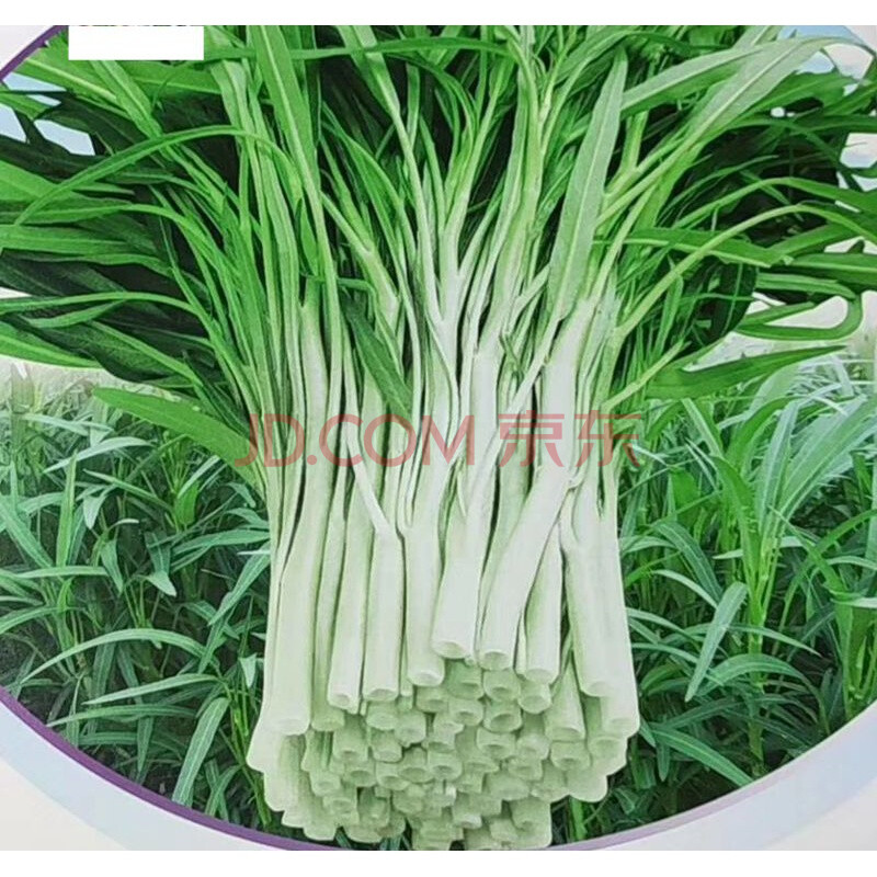 农家自种四季油绿白骨柳叶通菜白梗柳叶空心菜 500g