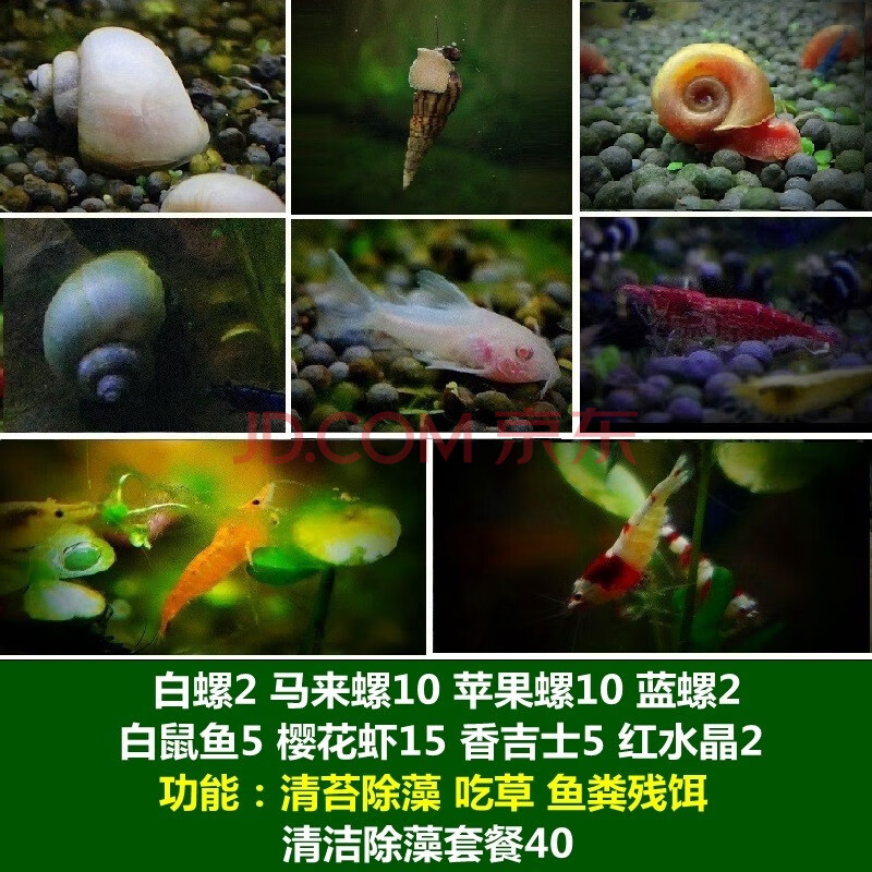 噢水噢【顺丰】鱼缸清洁除藻螺观赏鱼虾螺蟹草缸工具螺吃鱼屎粪便垃圾