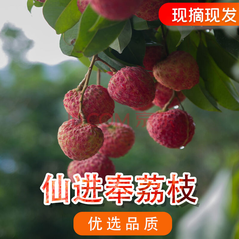 【仙进奉】广东仙进奉荔枝新鲜小核多肉荔枝现摘现发