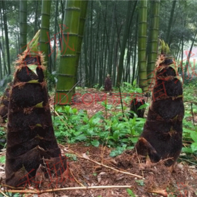 苗竹笋食用户外种植四季常青植物楠竹根庭院毛竹根8节30cm含40cm不含