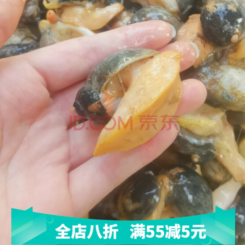 新鲜老婆脚海鲜新活假鲍鱼螺珍珠鲍螺带壳鲜活鲍鱼螺海鲜螺黄鲍螺