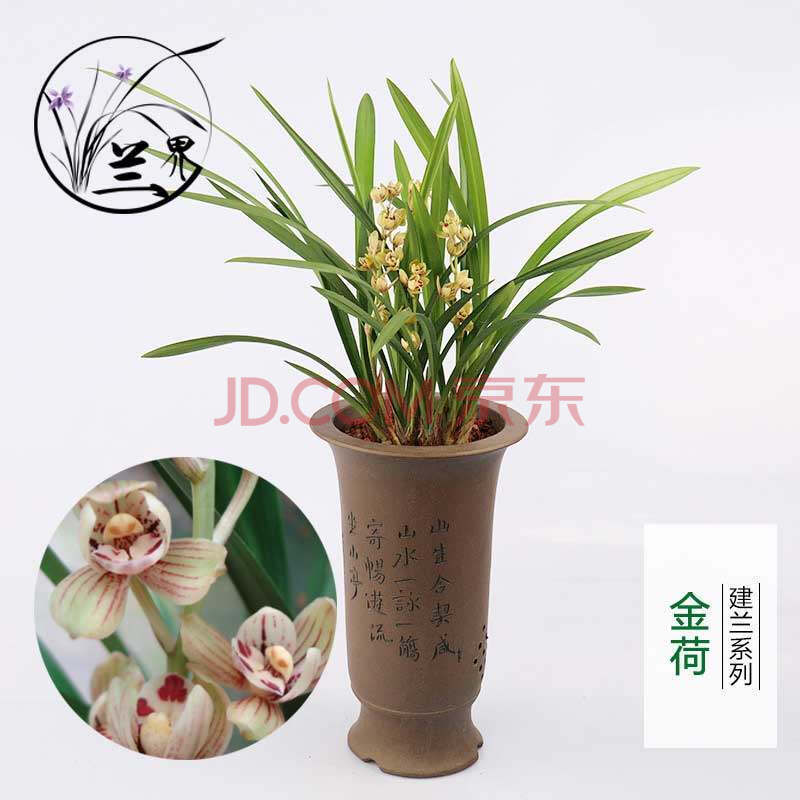 兰花 金兰 迷你矮种金边线艺建兰四季兰花卉盆栽室内绿植好养 金荷5苗