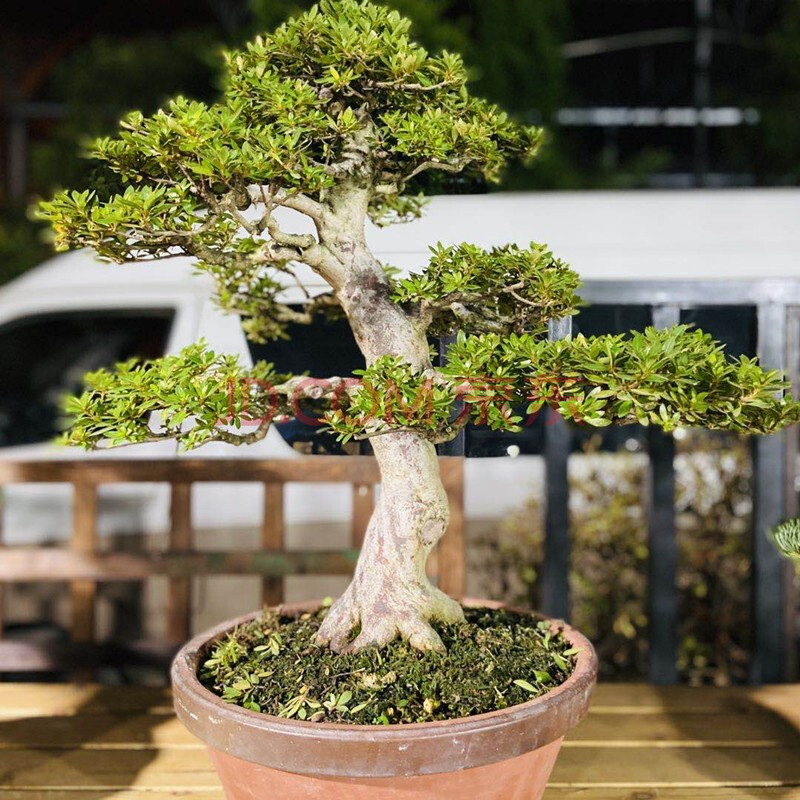 杜鹃花盆景老桩大杯珍山明美之月矮霸树桩室内阳台庭院绿植盆栽t0 粉