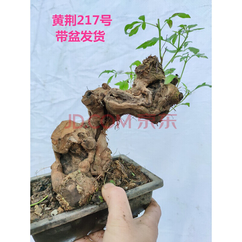 黄荆小型迷你盆景老桩舍利荆条树桩映山红红花熟桩带盆栽好 黄荆217号