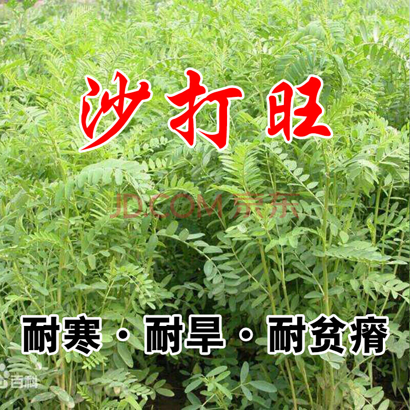 沙打旺种子 多年生牧草 绿肥草 护坡草 耐寒耐旱耐盐碱种子苏炫