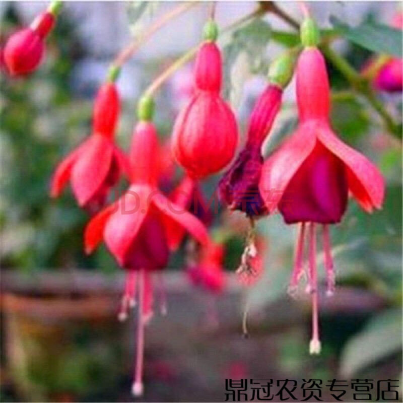 倒挂金钟灯笼花花种子吊钟海棠四季易种花草种籽植物盆栽 红玉倒挂