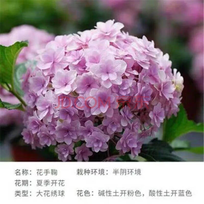 盆栽带花苞无尽夏绣球花苗老桩盆栽室外阳台花卉四季开花新品 花手鞠