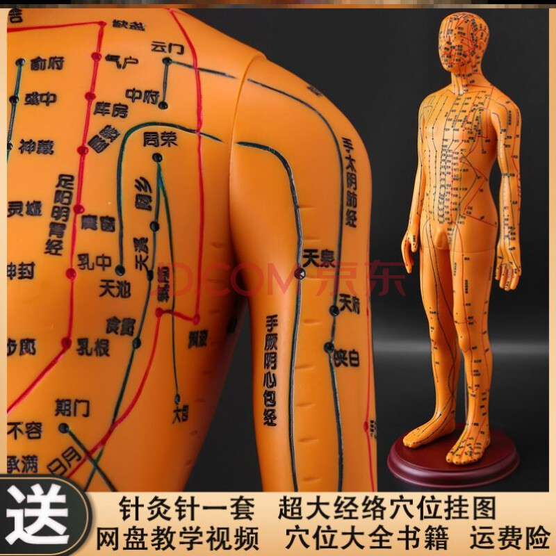 养生馆穴位图模拟大号授课仿真人体穴位模型软胶假人筋脉医学铜色硬质