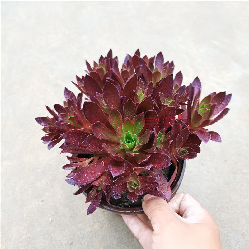 红福伦法师多肉植物 红色法师红腹轮肉肉圆叶黑法师多肉组合盆栽 桔