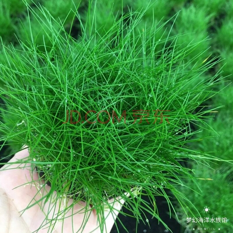 新手水草懒人鱼缸水草自带水草坨草品种很全小坨4厘米大坨8厘米 牛毛