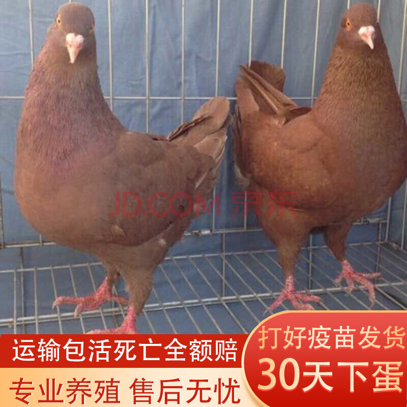 采缇(caiti)鸽子活的一对信鸽活体鸟可繁殖白色鸽子落地王雨点元宝红