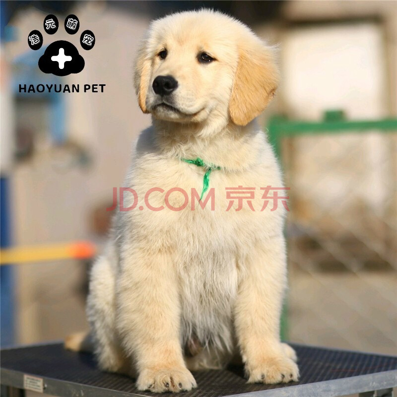 金毛幼犬金毛犬金毛狗宠物狗纯种狗狗活体小狗导盲犬大型犬幼犬幼崽