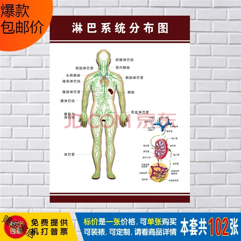 淋巴系统分布图 36寸