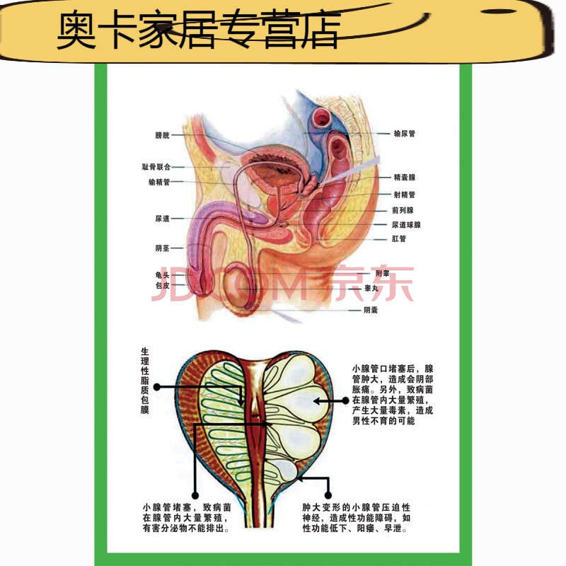 人体器官结构挂图人体内脏结构解剖示意图医学宣传挂图人体器官心脏