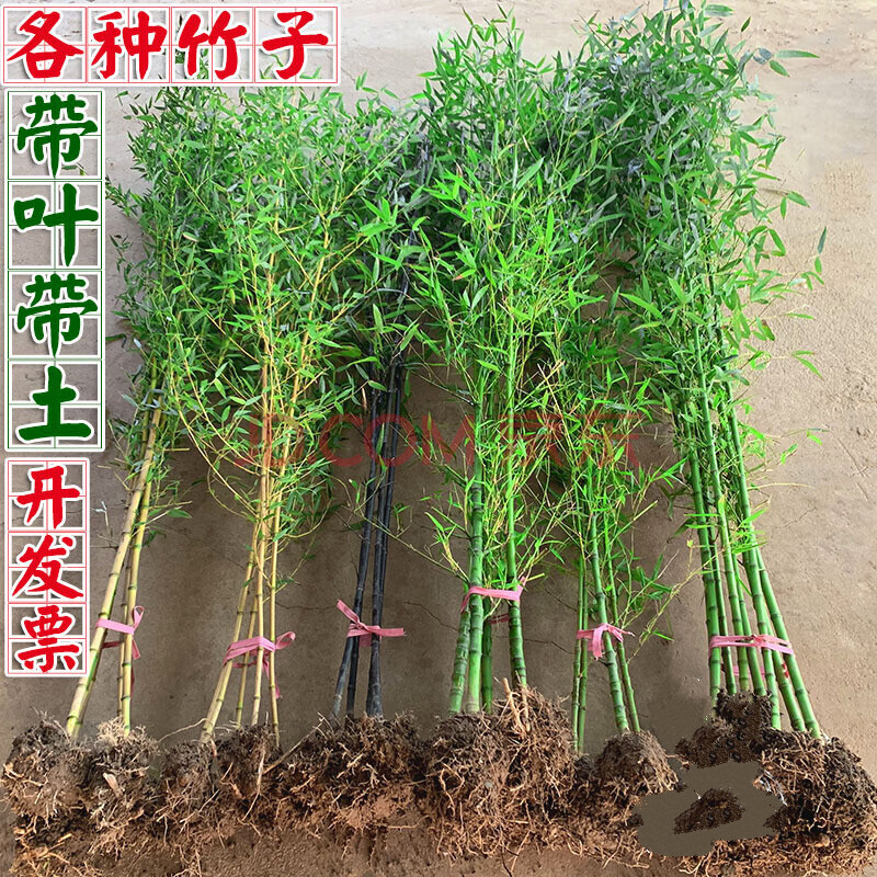 苗庭院竹子植物北方耐寒户外大型竹苗名贵小型紫竹四季竹盆栽 早园竹