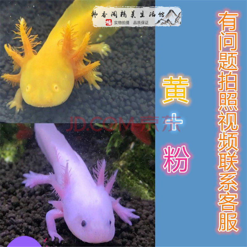 【京选推荐】清道夫鱼苗打扫卫生吃粪的鱼小型耐活冷水垃圾清洁工好养