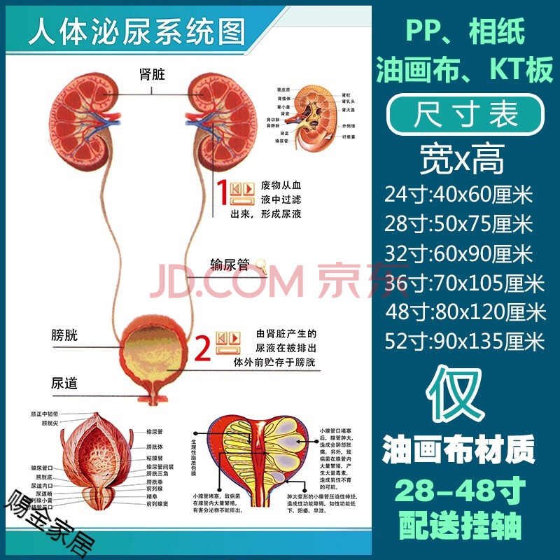 六腑淋巴示意解刨器官挂图默认发背胶人体泌尿系统图24寸40x60厘米