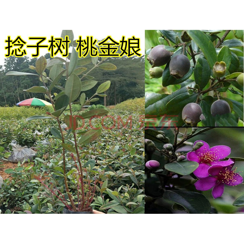 果树捻子果苗乌捻子苗乌稔桃金娘山花烂漫果苗盆栽棯子苗捻子树苗