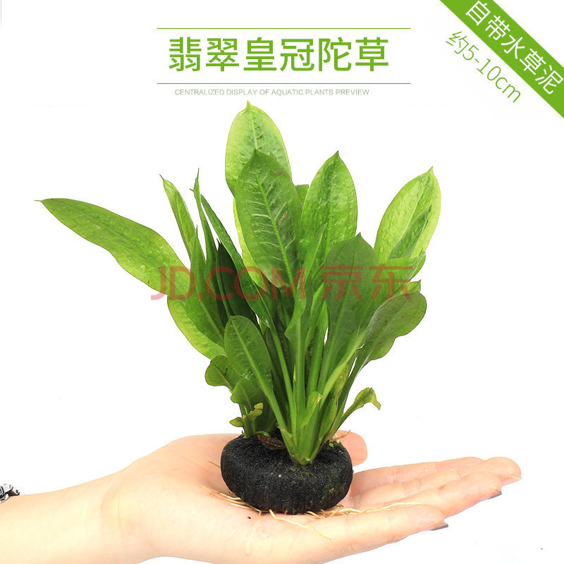 鱼缸造景套餐阴性水榕沉木活体真水草淡水无土植物增氧趴地矮珍珠