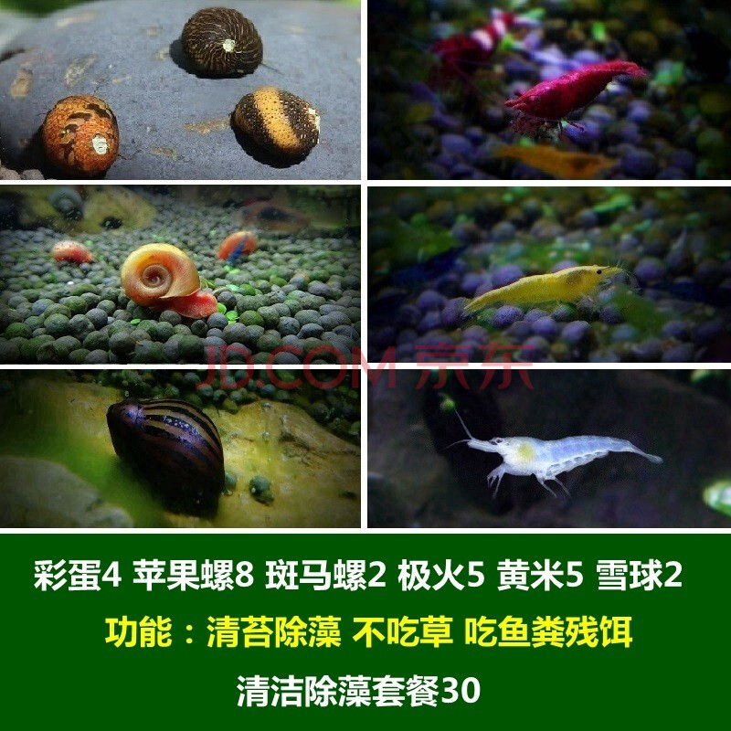 噢水噢【顺丰】鱼缸清洁除藻螺观赏鱼虾螺蟹草缸工具螺吃鱼屎粪便垃圾