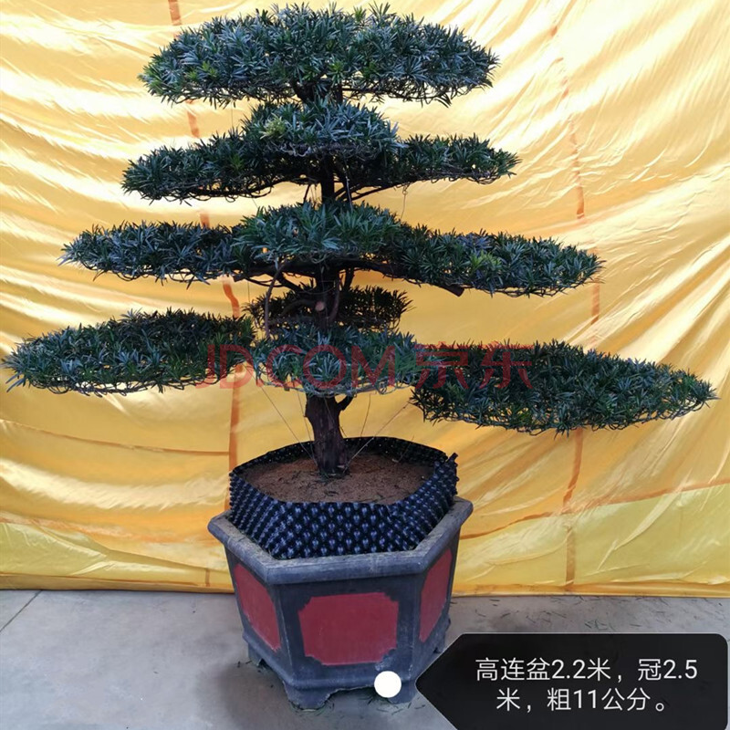 罗汉松大型造型树盆景别墅庭院造景迎客松四季常青树苗小型罗汉松联系