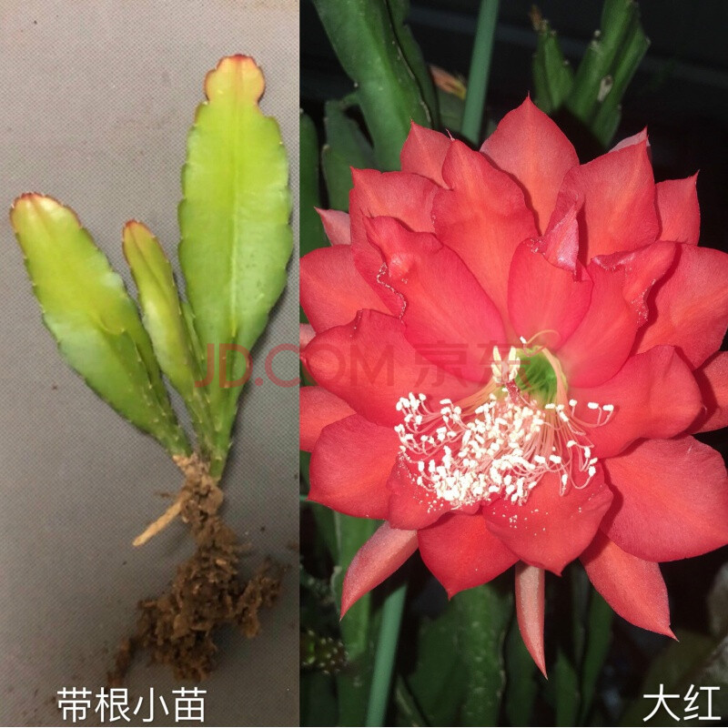 白色令箭荷花苗带根带花苞白香妃盆栽大叶小叶昙花嫁接室外内香味