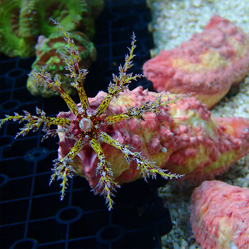 海参活体活物黑海参滤水红海参翻砂大海参海水生物珊瑚办公水族馆海缸