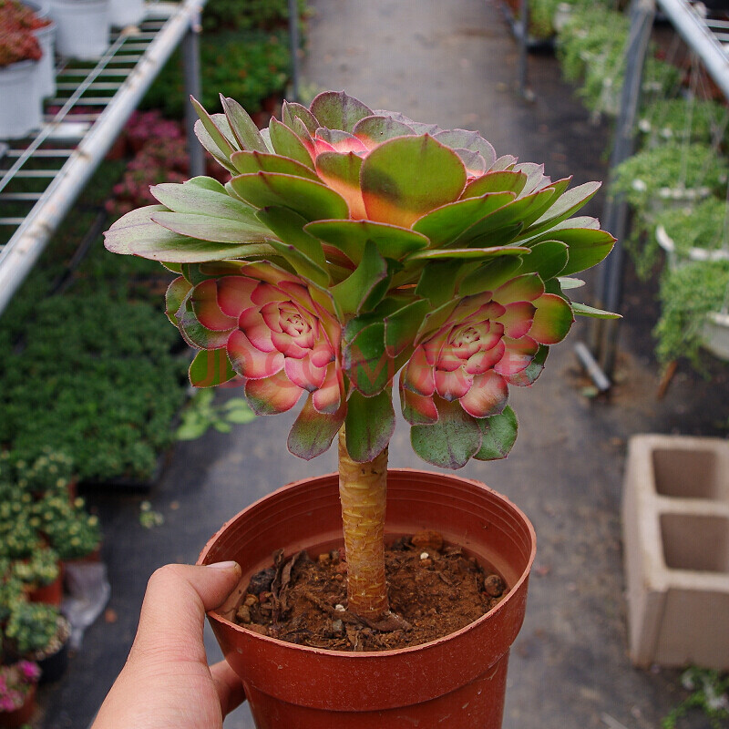 多肉植物稀有品种彩色红心法师药锦老桩超大室内阳台盆栽花满 简易