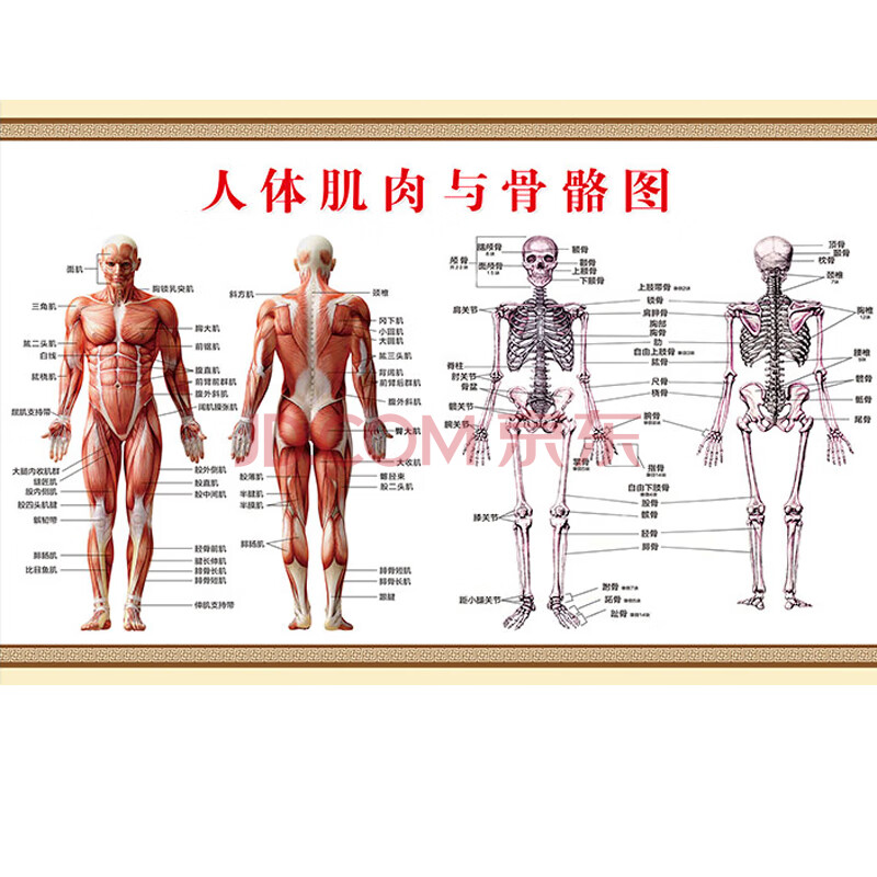 人体肌肉解剖图大挂图器官人体内脏结构图穴位图人体骨骼图大挂图
