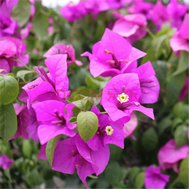 三角梅盆栽苗浓香花卉观花植物室内客厅阳台庭院爬藤四季开花不断 a6