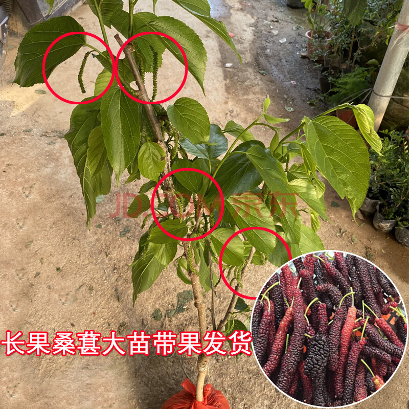 四季长果桑葚90-1米高多分支【结果果多】 30cm(含)-40cm(不含)