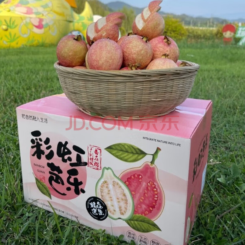 菓小笙【顺丰】广东增城胭脂红芭乐 番石榴 老树果5斤彩箱(15-25个)