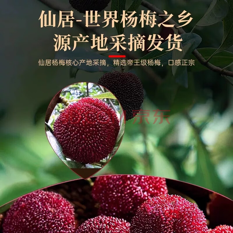 京觅浙江仙居杨梅 净重2.4斤 40颗 单果25g起东魁大杨梅 源头直发