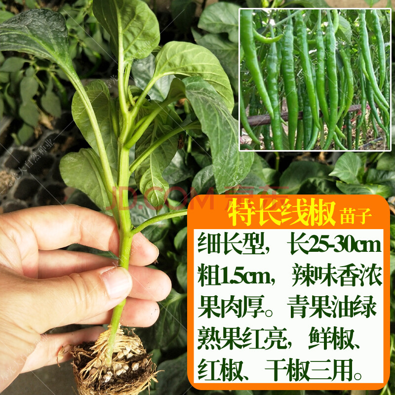 长灯笼泡椒苗子四季蔬菜籽虎皮皱皮微辣型 特长线椒苗6棵 20克肥料