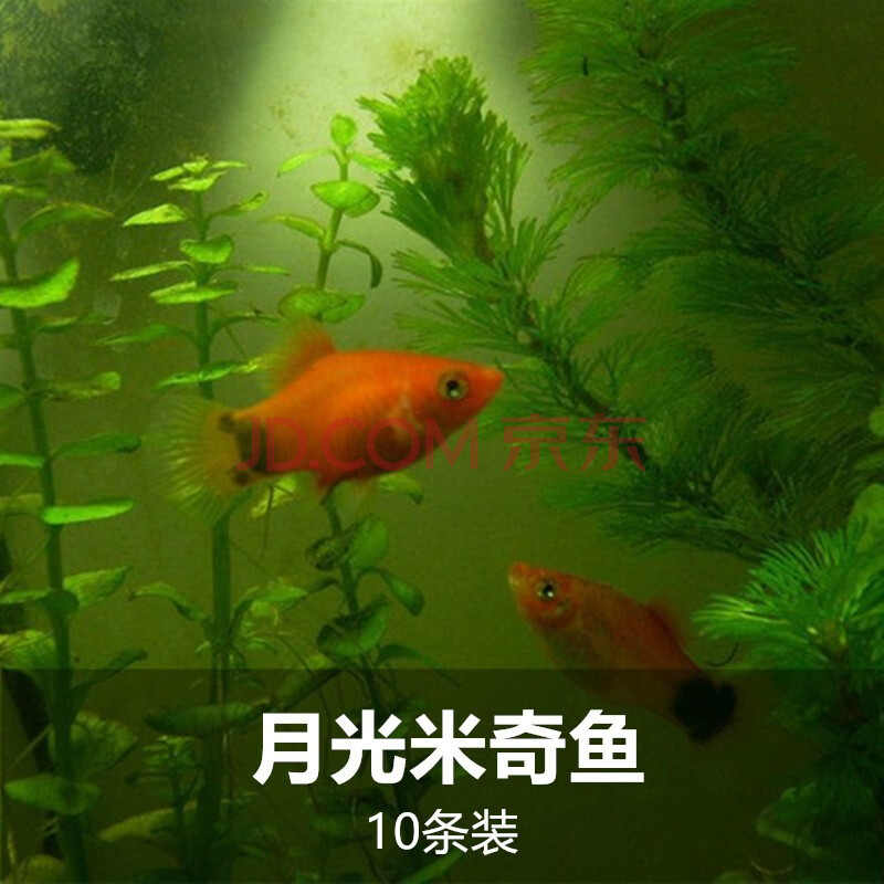 宝熙 热带鱼活体观赏鱼活体灯鱼红绿灯宝莲灯鱼火炽金钻红绿灯鱼 米奇