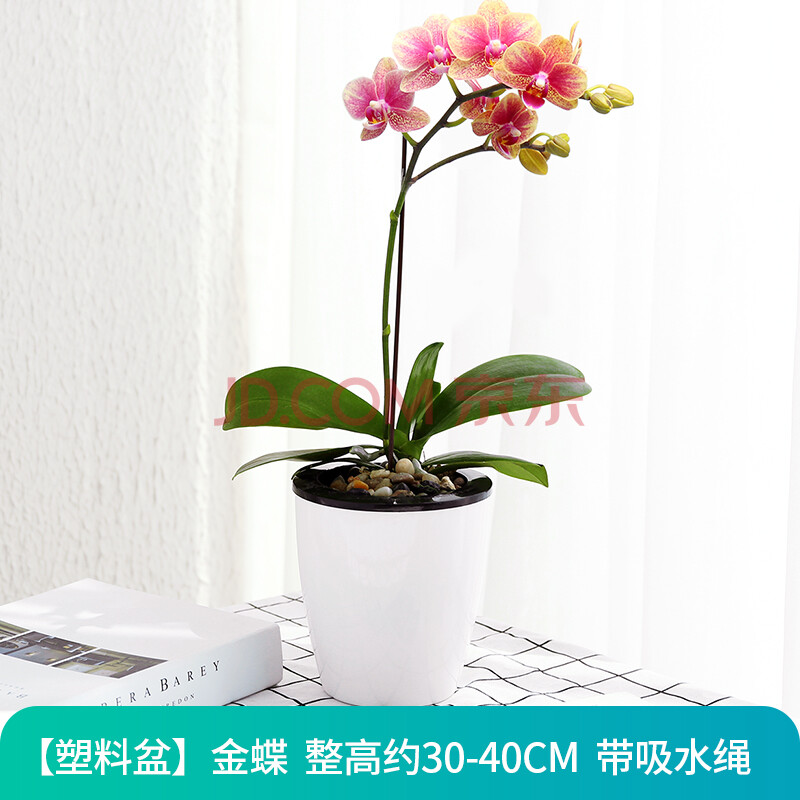 植物室内花蝴蝶兰花鲜花真花盆景 【吸水盆】金蝶(花开可观赏2-3月)